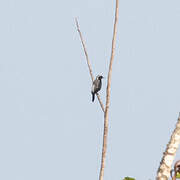 Grey-headed Nigrita