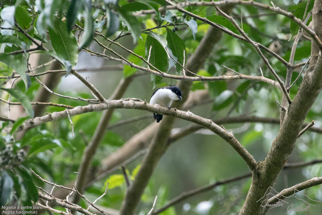 White-breasted Nigrita