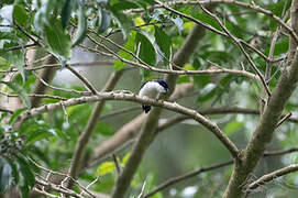 White-breasted Nigrita