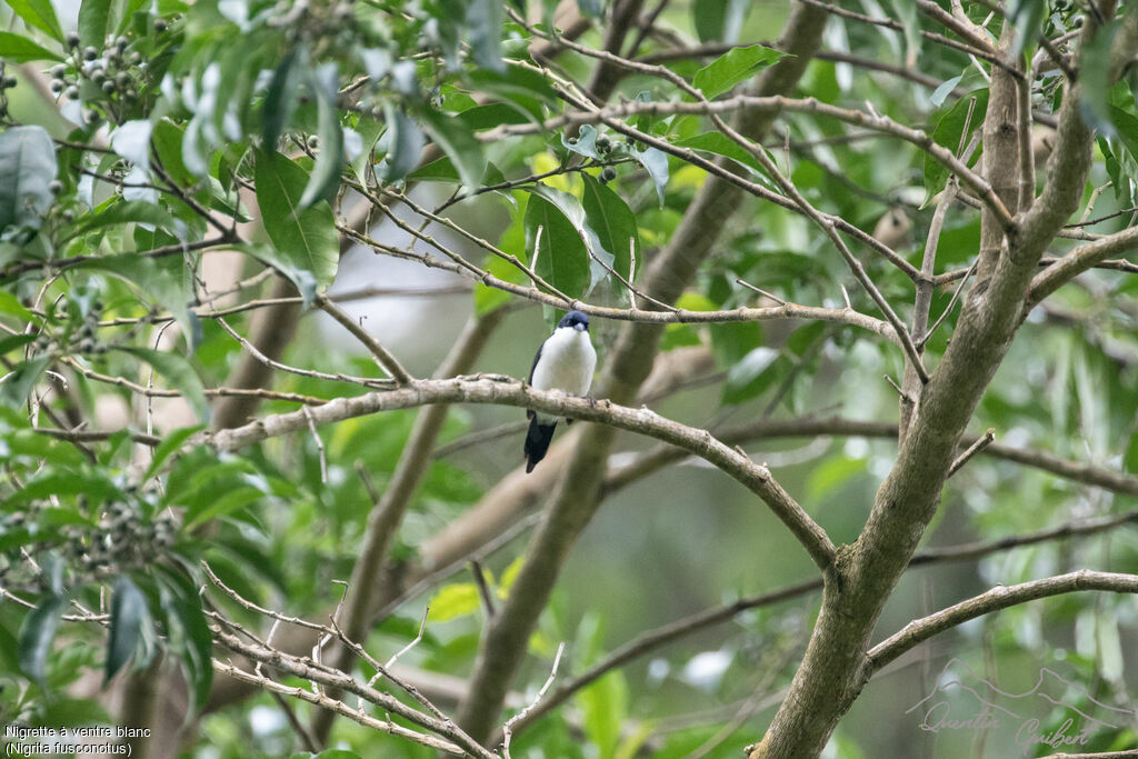 Nigrette à ventre blancadulte nuptial, identification