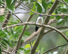 White-breasted Nigrita