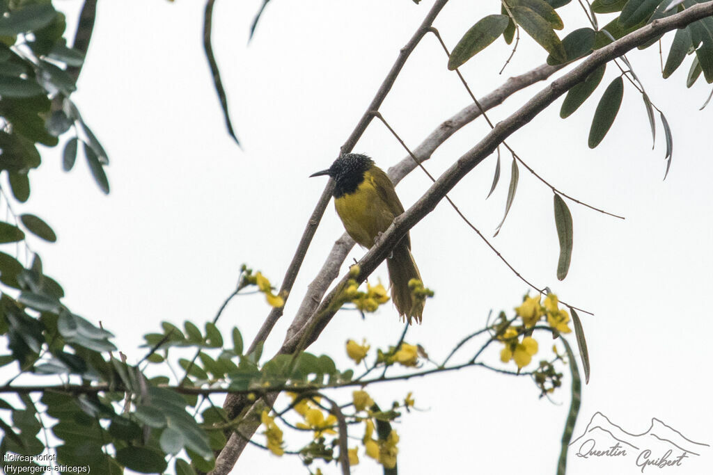 Oriole Warbler, identification