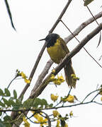 Oriole Warbler