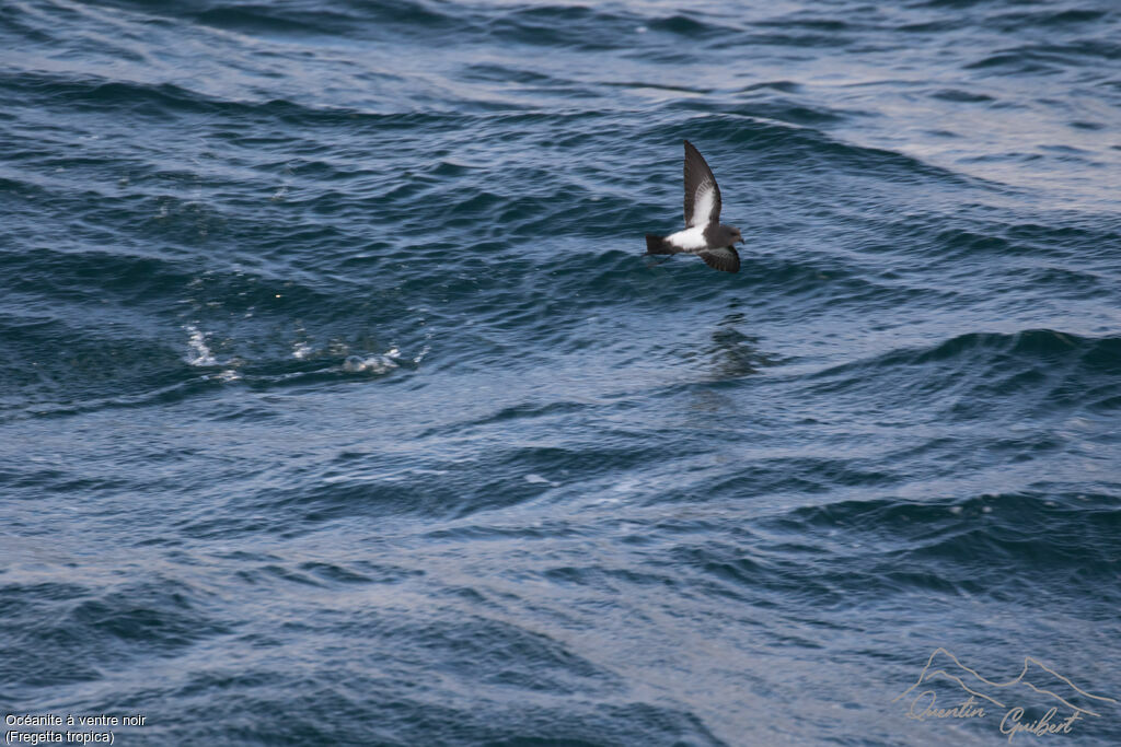 Black-bellied Storm Petrel