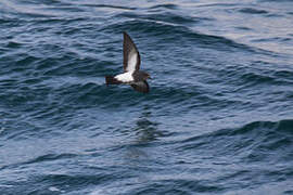 Black-bellied Storm Petrel