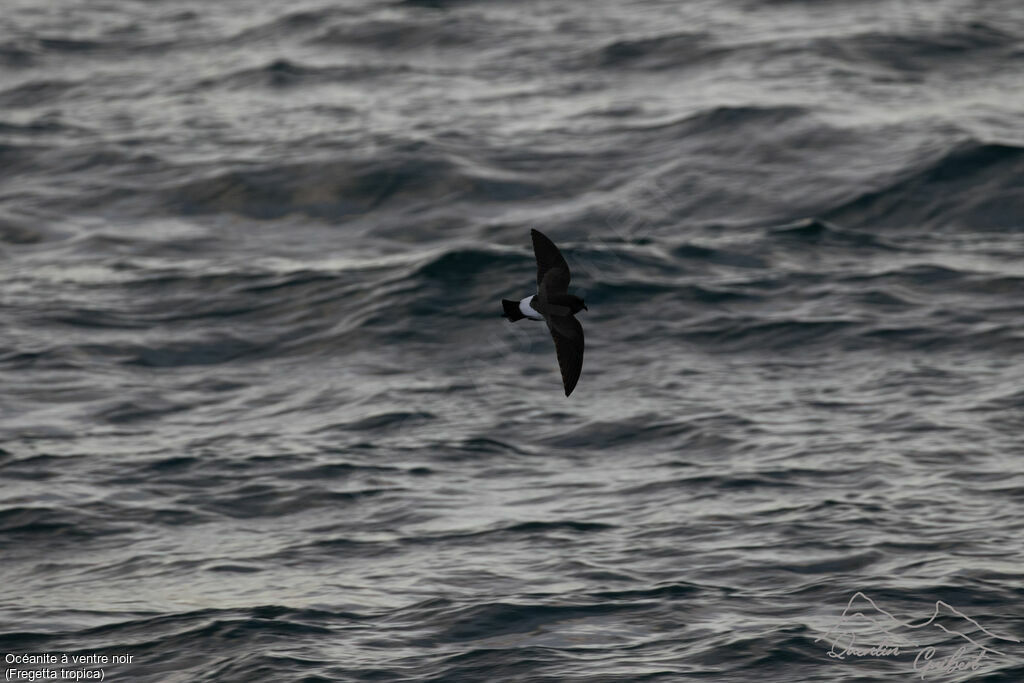 Black-bellied Storm Petrel