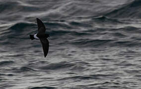 Black-bellied Storm Petrel