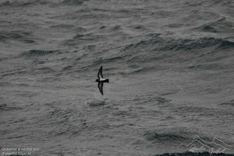 Black-bellied Storm Petrel, identification, Flight