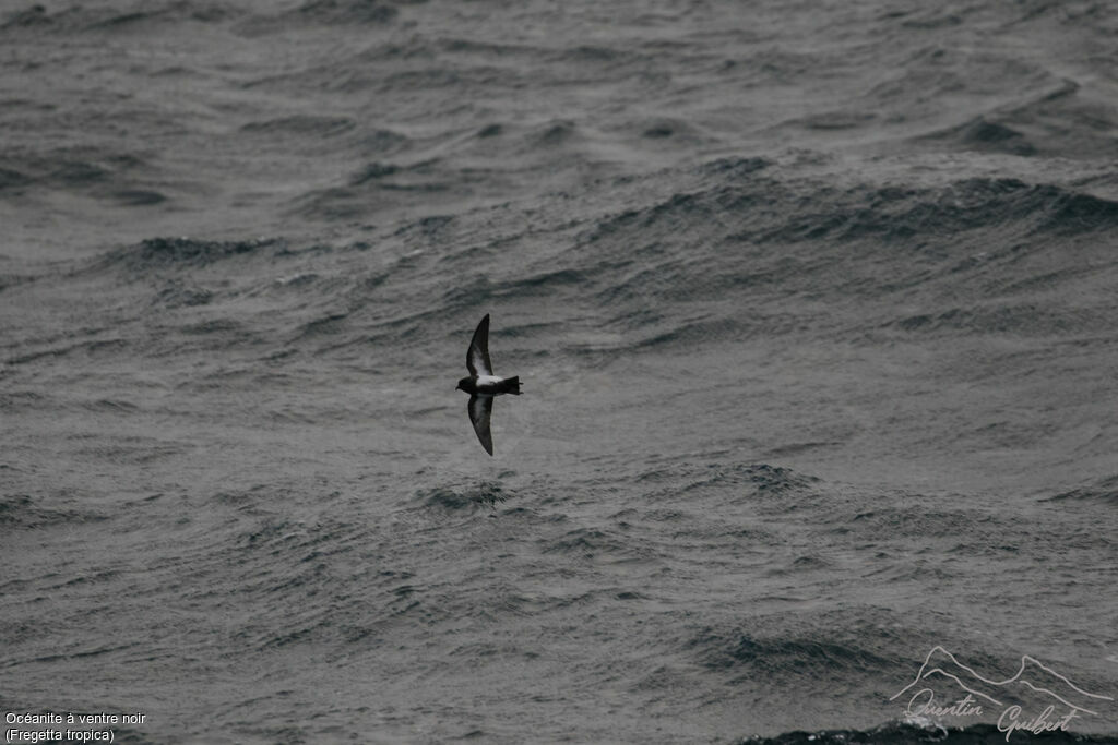 Black-bellied Storm Petrel, identification, Flight