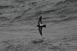 Black-bellied Storm Petrel