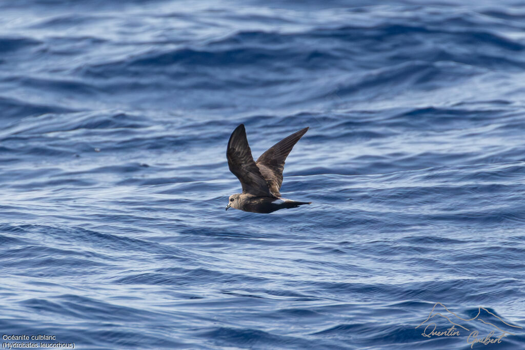 Leach's Storm Petrel, Flight