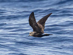 Leach's Storm Petrel