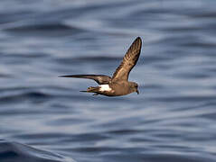 Band-rumped Storm Petrel