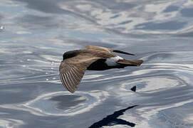 Band-rumped Storm Petrel