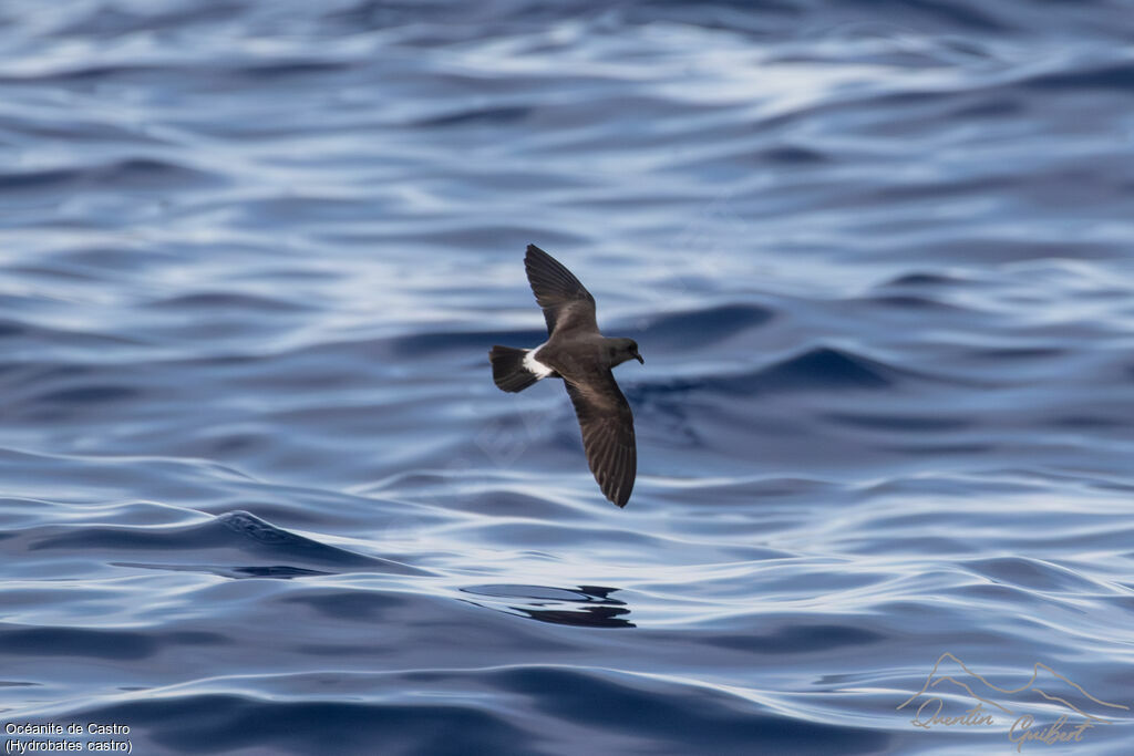 Band-rumped Storm Petrel