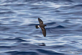 Band-rumped Storm Petrel