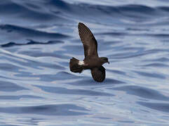 Band-rumped Storm Petrel