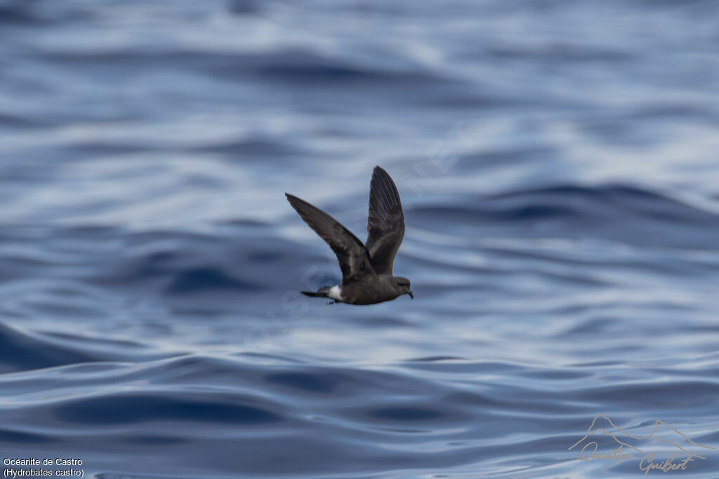 Band-rumped Storm Petrel, Flight