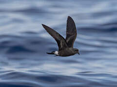 Band-rumped Storm Petrel