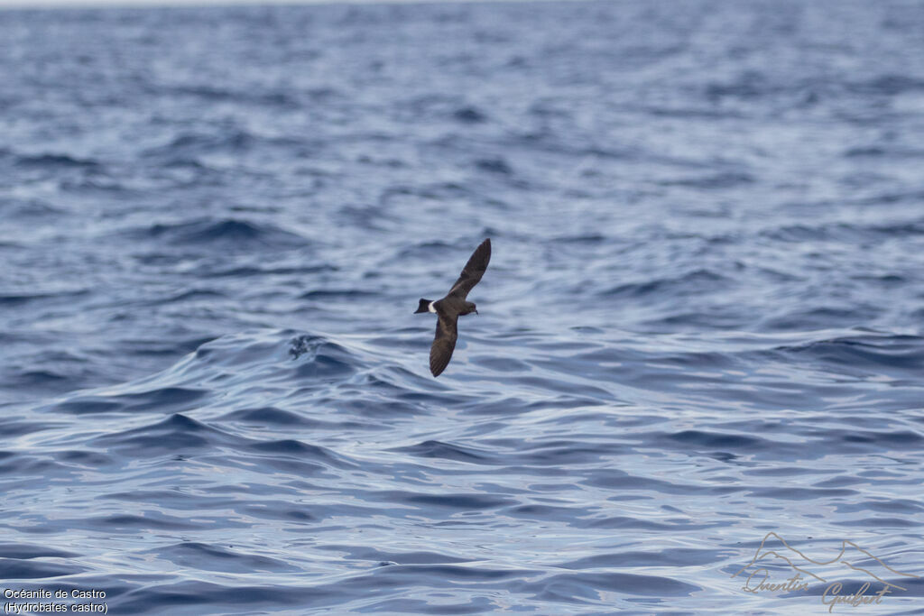 Band-rumped Storm Petrel