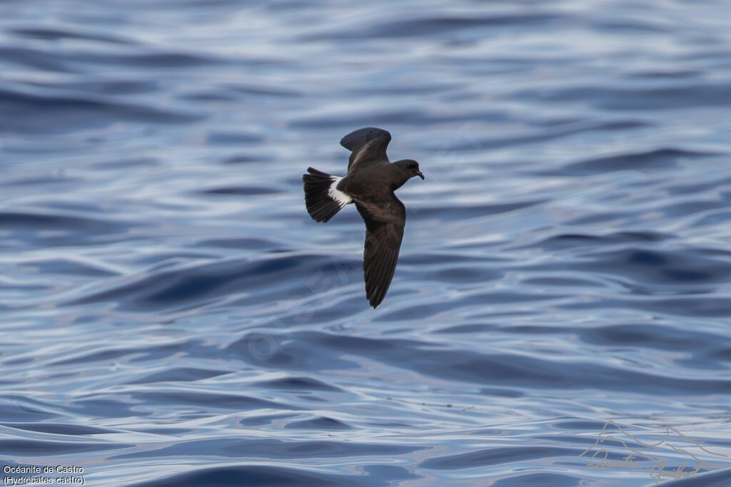 Band-rumped Storm Petrel, Flight