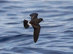 Band-rumped Storm Petrel