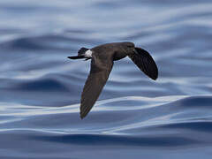 Band-rumped Storm Petrel