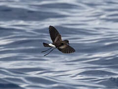 Wilson's Storm Petrel