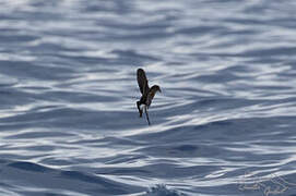 Wilson's Storm Petrel