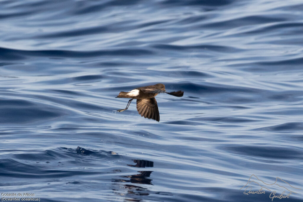 Wilson's Storm Petrel