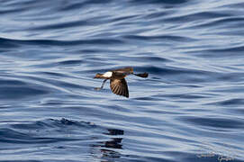 Wilson's Storm Petrel