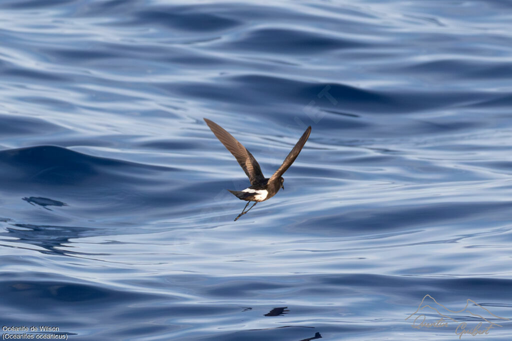 Wilson's Storm Petrel