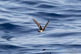 Wilson's Storm Petrel