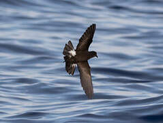 Wilson's Storm Petrel