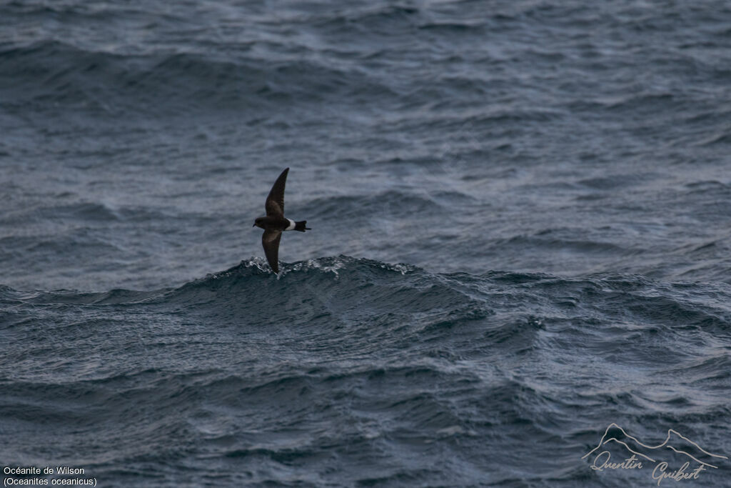 Wilson's Storm Petrel