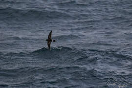 Wilson's Storm Petrel