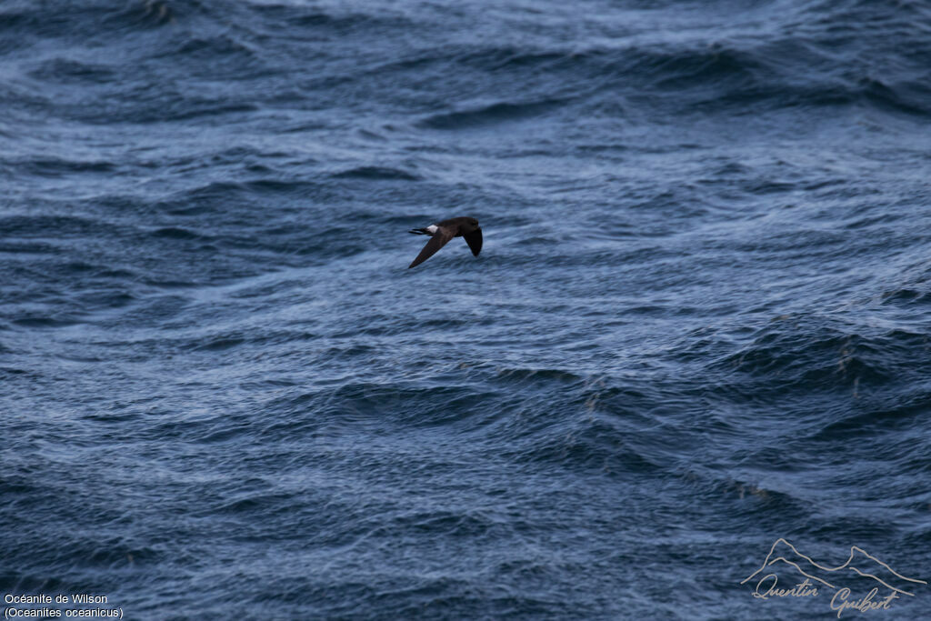 Wilson's Storm Petrel