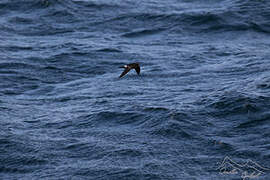 Wilson's Storm Petrel