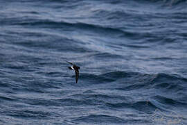 Wilson's Storm Petrel