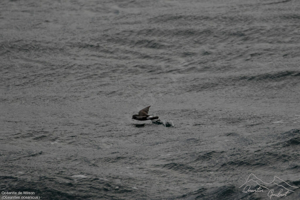 Wilson's Storm Petrel