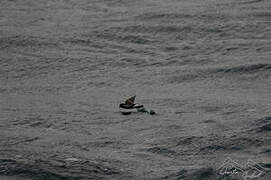 Wilson's Storm Petrel