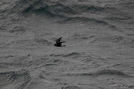 Wilson's Storm Petrel