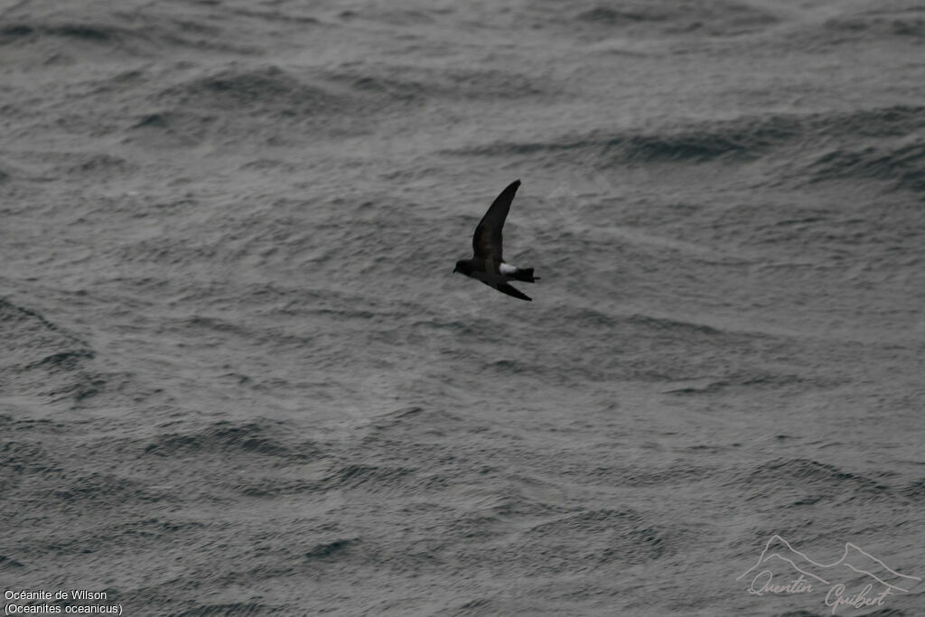 Wilson's Storm Petrel