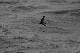 Wilson's Storm Petrel