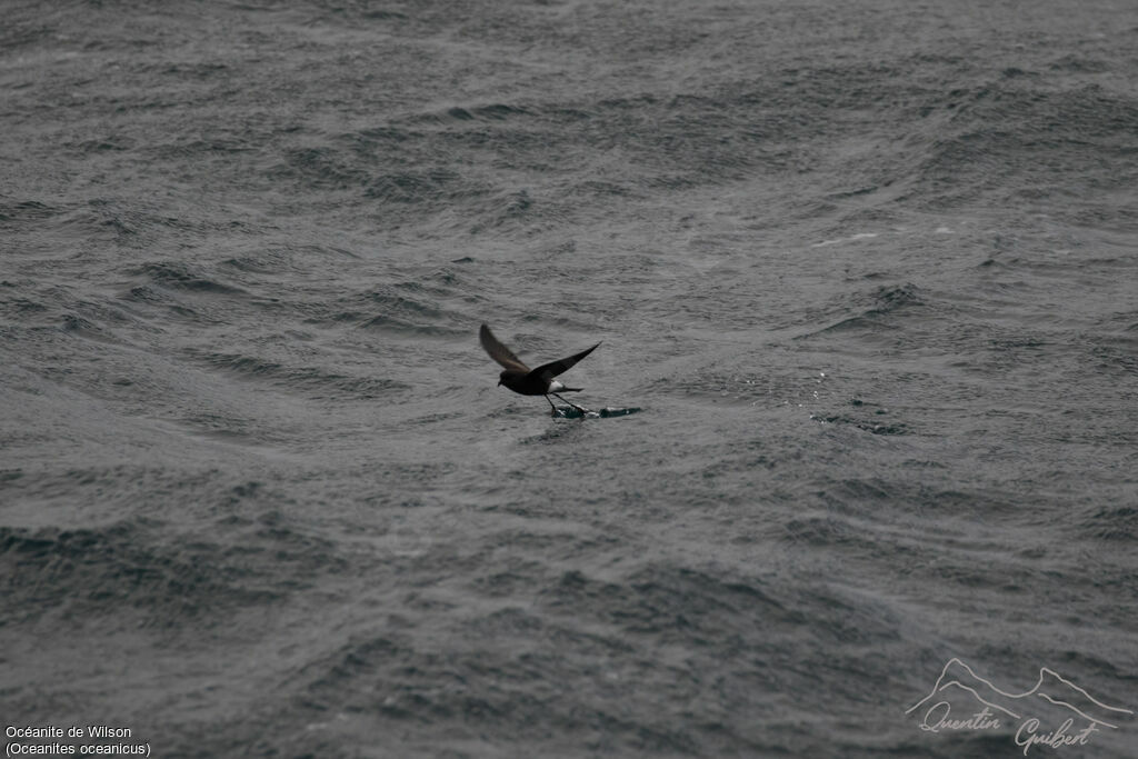 Wilson's Storm Petrel