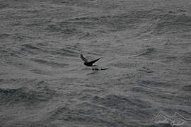 Wilson's Storm Petrel