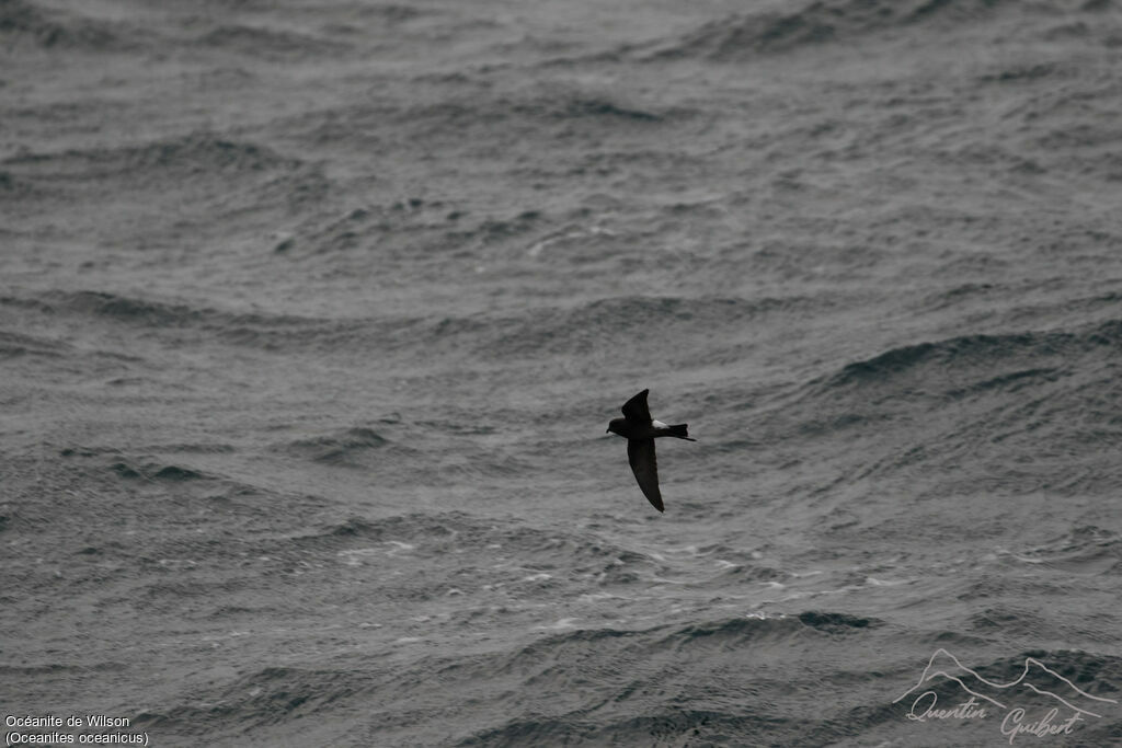 Wilson's Storm Petrel, identification, Flight