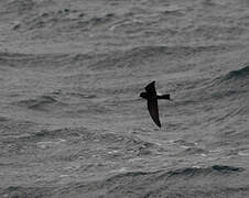 Wilson's Storm Petrel