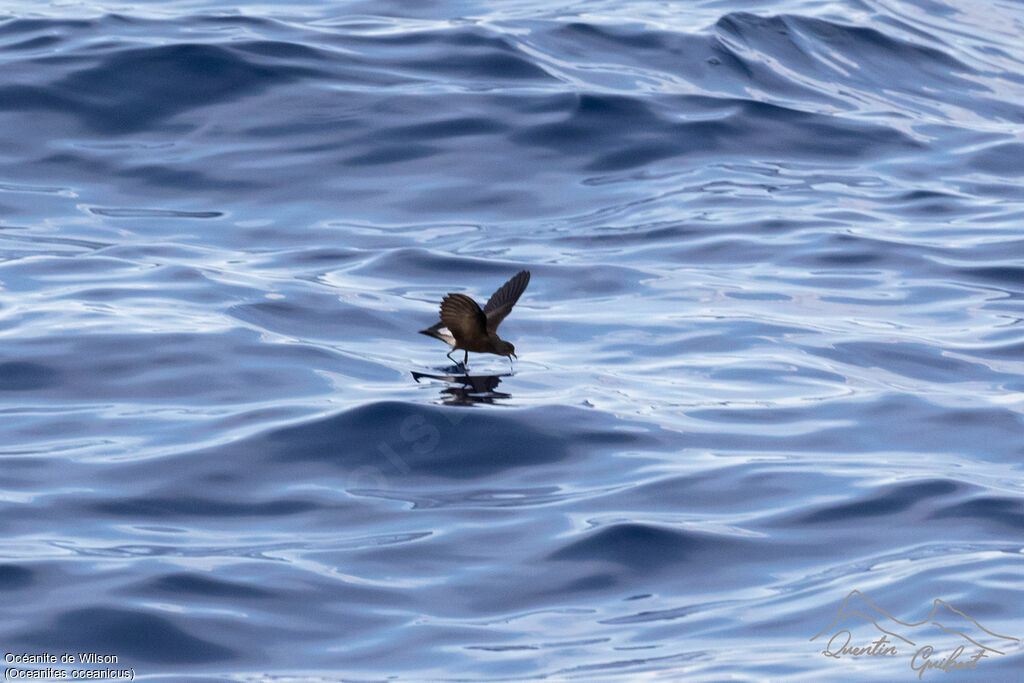 Wilson's Storm Petrel