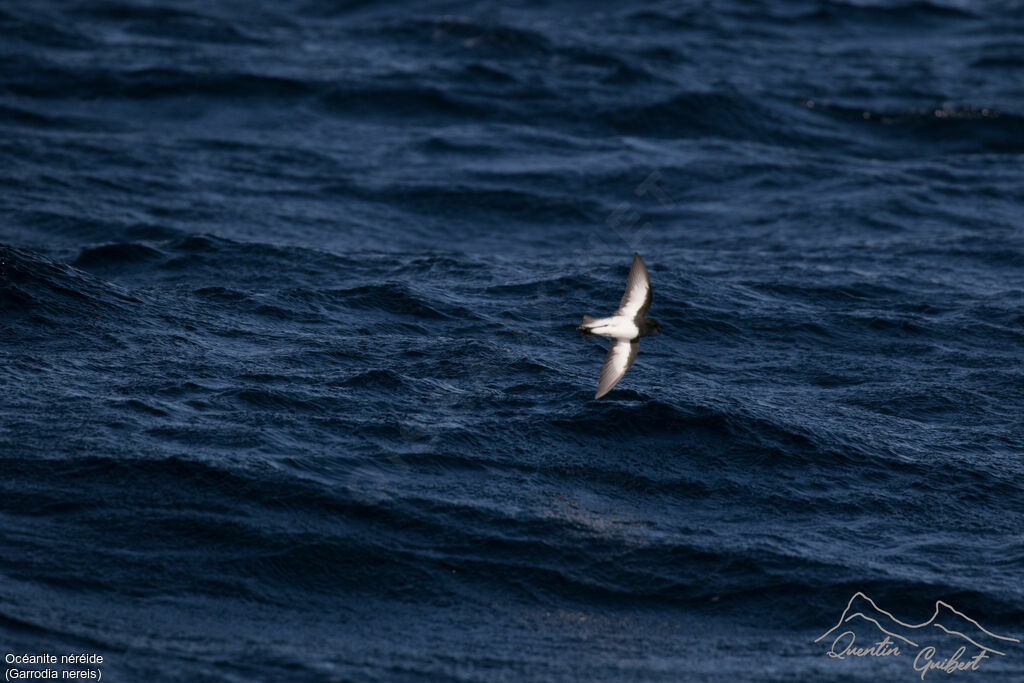 Grey-backed Storm Petrel